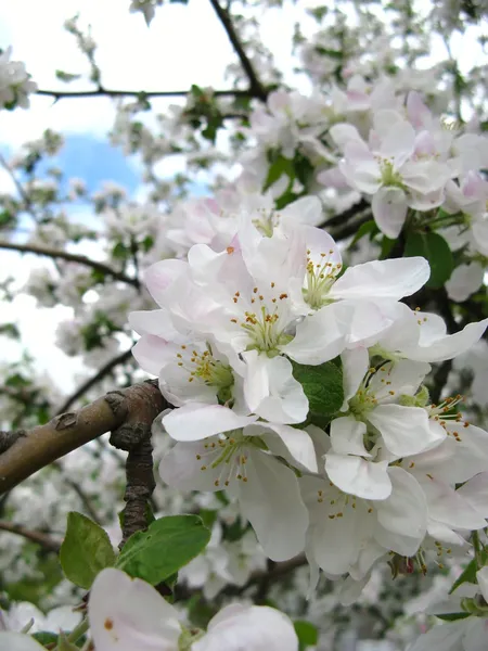 春の果樹の開花 — ストック写真