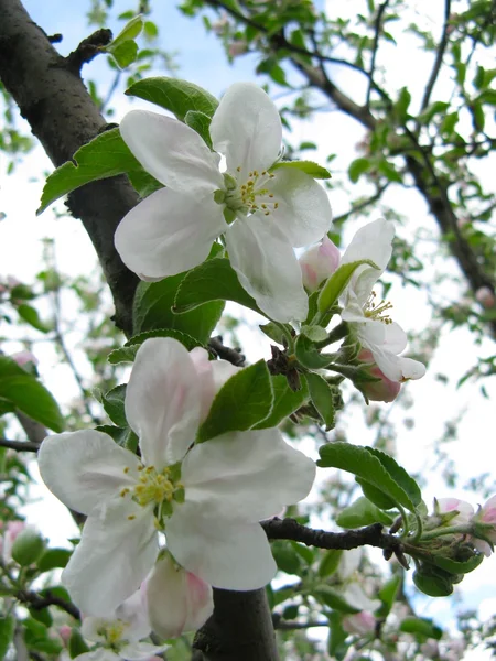 Floración primaveral de árboles frutales —  Fotos de Stock