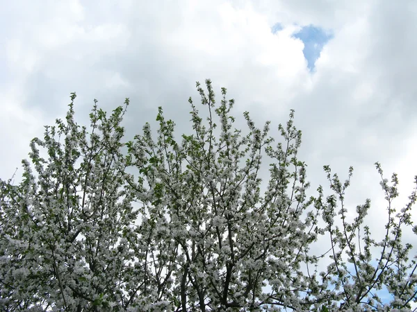 Våren blomning av fruktträd — Stockfoto