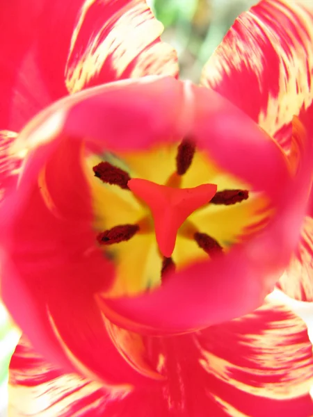 Corazón de tulipán rosa — Foto de Stock
