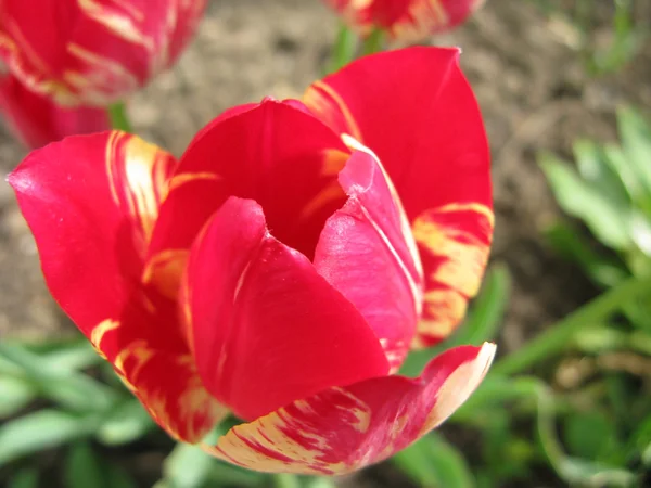 Floração tulipa rosa — Fotografia de Stock