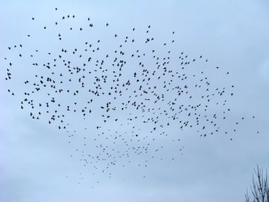 Flock of Birds clipart