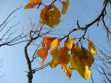 Ağaçta sonbahar yaprakları