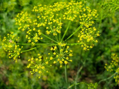 Dill on the ground clipart