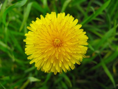 Flower of dandelion clipart