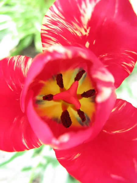 Herz aus rosa Tulpe — Stockfoto