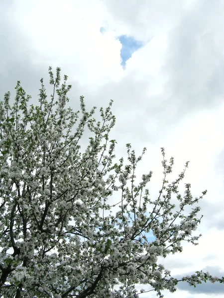 Floraison printanière des arbres fruitiers — Photo
