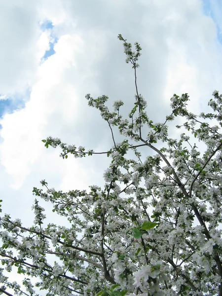 Na jaře kvetoucích ovocných stromů — Stock fotografie