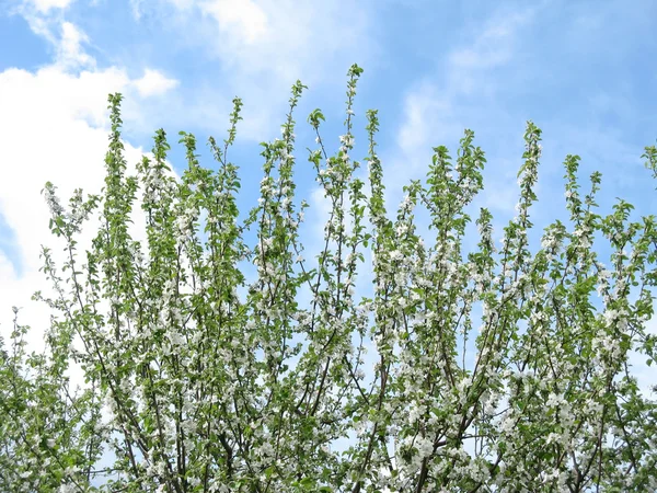Wiosną kwitnące drzewa owocowe — Zdjęcie stockowe