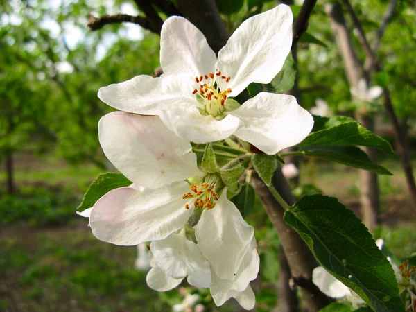 Na jaře kvetoucích ovocných stromů — Stock fotografie