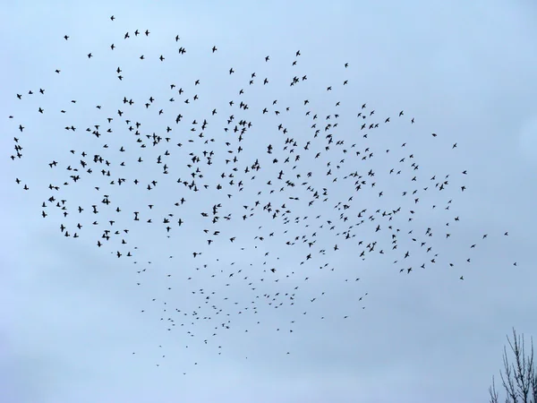Flokker av fugler – stockfoto