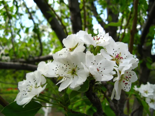Primavera floración de los árboles —  Fotos de Stock