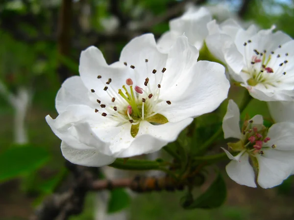 Floração de primavera de árvores — Fotografia de Stock