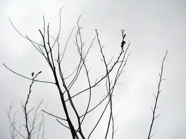 Větvičky v podzimní mlha — Stock fotografie