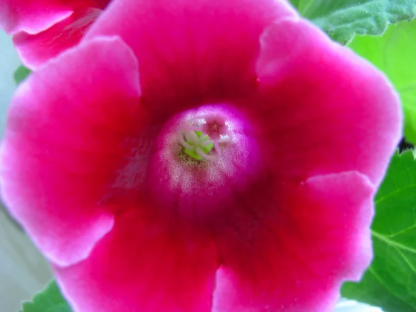 Gloxinia rosa — Foto de Stock