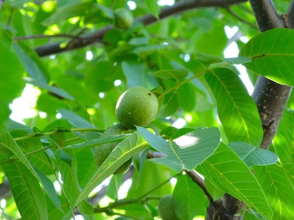 胡桃树 — 图库照片