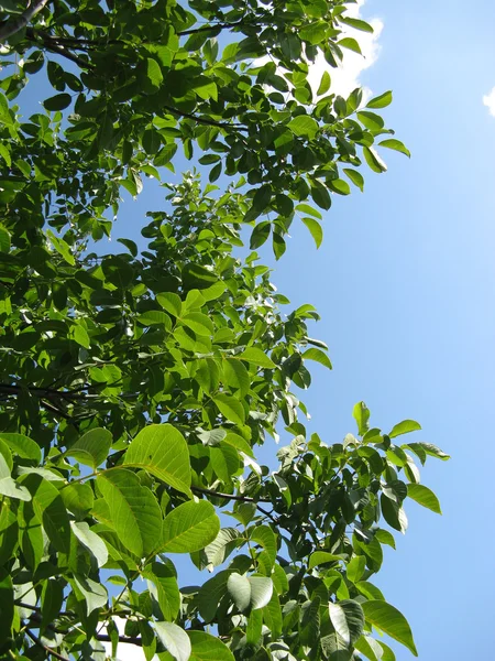 Walnut-tree — Stock Photo, Image