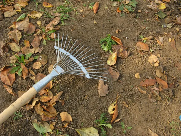 Rake in the orchard — Stock Photo, Image