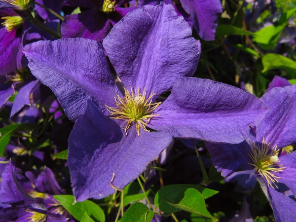 Clematis — Stockfoto