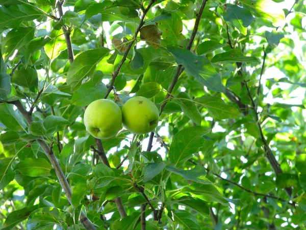Manzanas verdes en un árbol — Foto de Stock