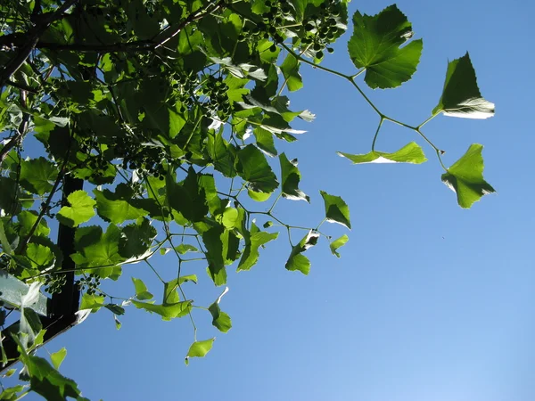 Üzüm yaprağı — Stok fotoğraf