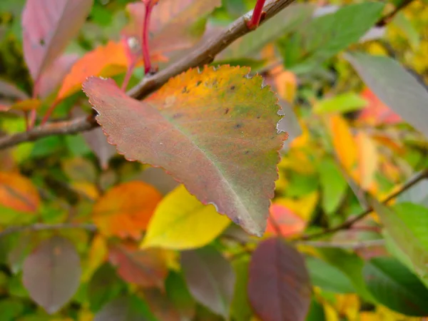 Autumn leaves on trees — Stock Photo, Image