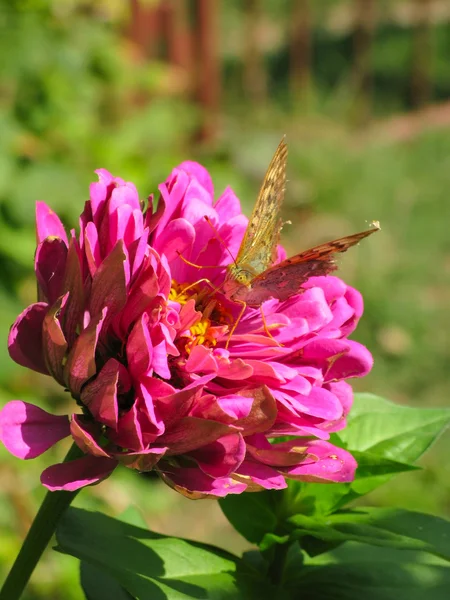 Πεταλούδα σε λουλούδι — Φωτογραφία Αρχείου