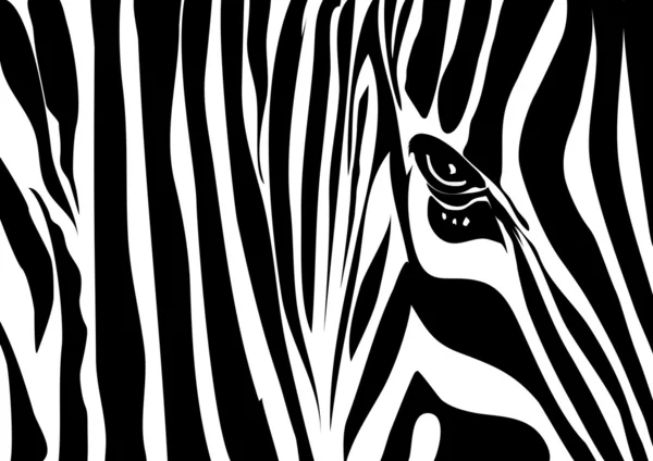 Zebra textúra — Stock Vector