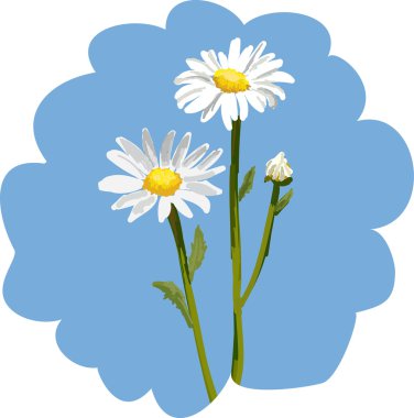 Chamomile clipart