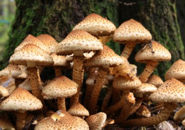 kütük üzerinde bal agarics