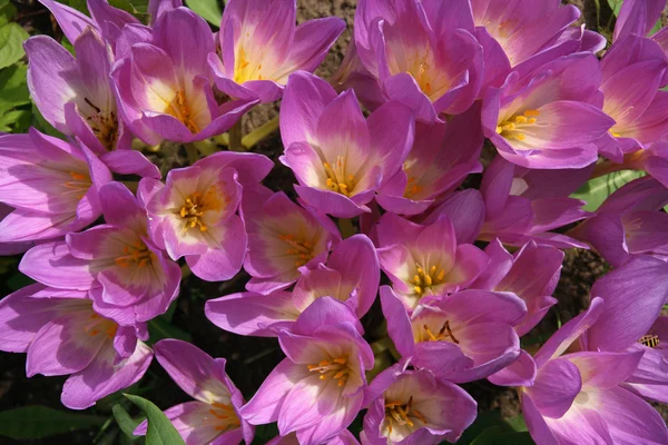 stock image Fine lilac petals of spring flowers