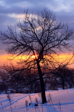 Silhouette of an oak in the winter eveni