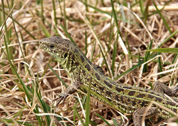 Spotted lizard in the grass — Stock Photo, Image