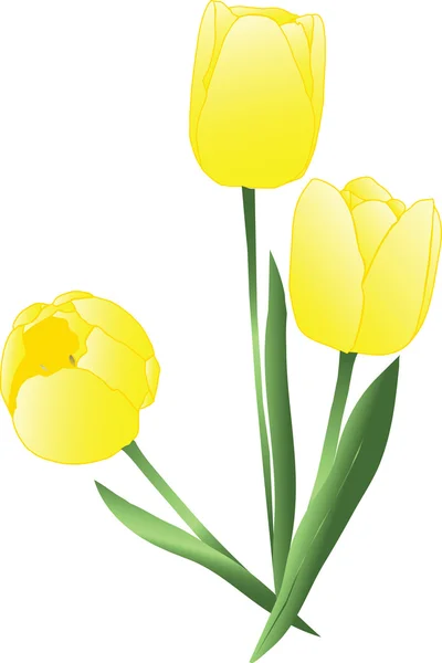Gele tulpen — Stockvector