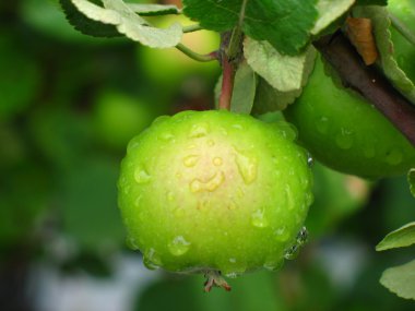 Green apple on a branch after the rain clipart