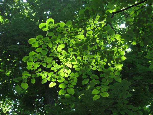 stock image Green leaves