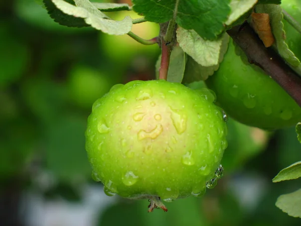 stock image Green apple on a branch after the rain