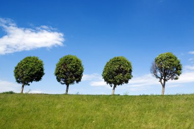 Four trees clipart