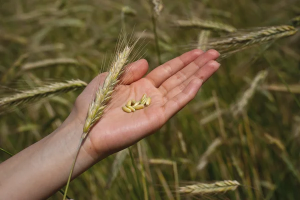 Buğday taneleri — Stok fotoğraf
