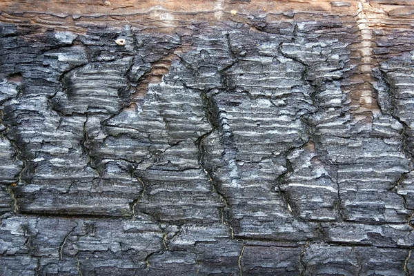 Kömürleşmiş odun — Stok fotoğraf