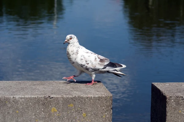 Walking pigeon — Stock Photo, Image