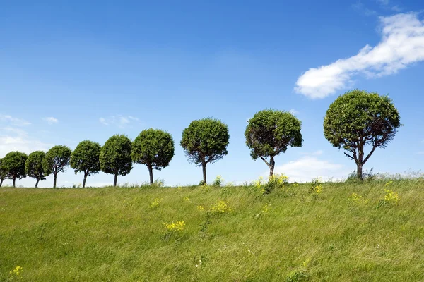 Trees in a line — Stock Photo, Image