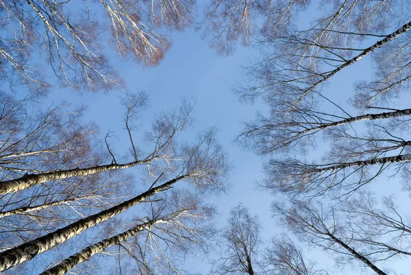 Himmel durch Birken — Stockfoto