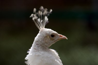 Tavus kuşu kafası