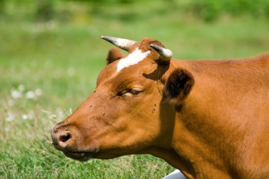 Cow face clipart