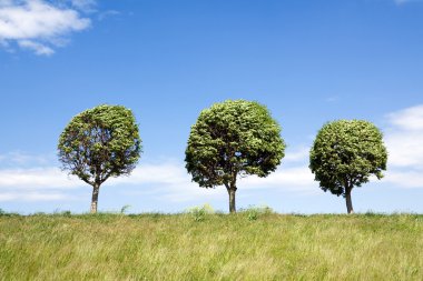 Three trees clipart