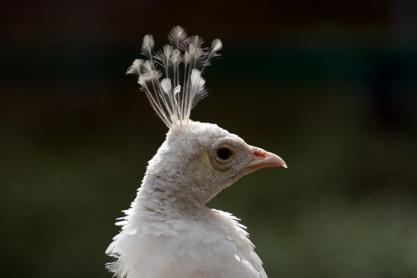 Cabeça de pavão — Fotografia de Stock