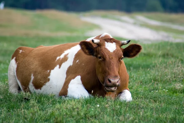 Корова лежить на траві — стокове фото