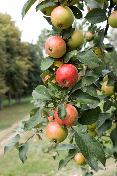 Branch with ripe apples — Stock Photo, Image