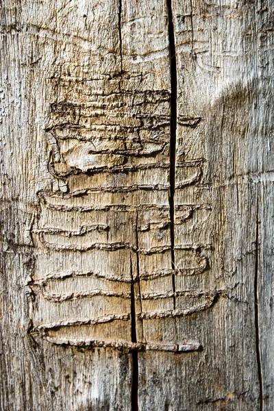 Dřevo červ stopy — Stock fotografie